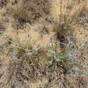 Eryngium ovinum at Hackett, ACT - 24 Nov 2019 12:34 PM