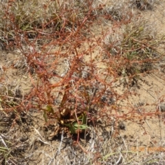 Rumex dumosus (Wiry Dock) at Hackett, ACT - 24 Nov 2019 by AndyRussell