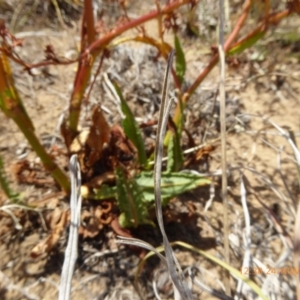 Rumex dumosus at Hackett, ACT - 24 Nov 2019