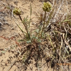 Sanguisorba minor (Salad Burnet, Sheep's Burnet) at Hackett, ACT - 24 Nov 2019 by AndyRussell