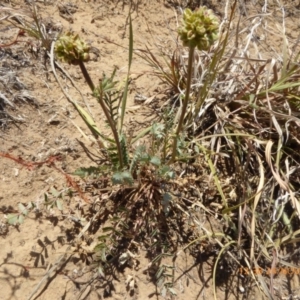 Sanguisorba minor at Hackett, ACT - 24 Nov 2019 12:38 PM