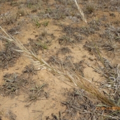 Austrostipa (genus) (A Corkscrew Grass) at Yarramundi Grassland
 - 24 Nov 2019 by AndyRussell