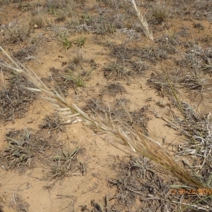 Austrostipa sp. at Hackett, ACT - 24 Nov 2019 12:40 PM