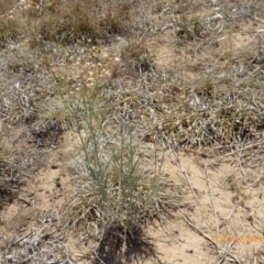 Senecio quadridentatus (Cotton Fireweed) at Hackett, ACT - 24 Nov 2019 by AndyRussell