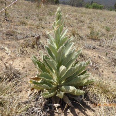 Verbascum thapsus subsp. thapsus (Great Mullein, Aaron's Rod) at Hackett, ACT - 24 Nov 2019 by AndyRussell