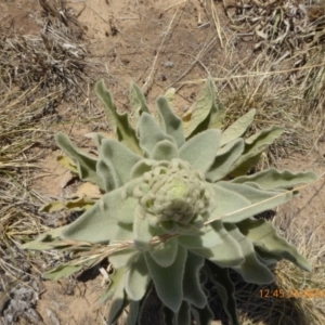 Verbascum thapsus subsp. thapsus at Hackett, ACT - 24 Nov 2019