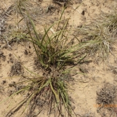 Lomandra multiflora (Many-flowered Matrush) at Yarramundi Grassland
 - 24 Nov 2019 by AndyRussell