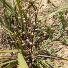 Lomandra multiflora at Hackett, ACT - 24 Nov 2019 12:48 PM