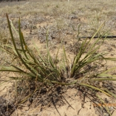 Lomandra multiflora at Hackett, ACT - 24 Nov 2019 12:48 PM