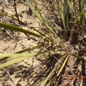 Lomandra multiflora at Hackett, ACT - 24 Nov 2019 12:48 PM