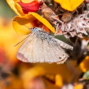 Nacaduba biocellata at Cotter River, ACT - 23 Nov 2019