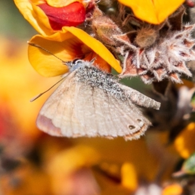 Nacaduba biocellata (Two-spotted Line-Blue) at Cotter River, ACT - 22 Nov 2019 by SWishart