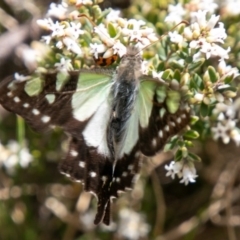 Graphium macleayanum (Macleay's Swallowtail) at Cotter River, ACT - 22 Nov 2019 by SWishart