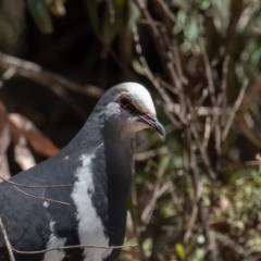 Leucosarcia melanoleuca (Wonga Pigeon) at Cotter River, ACT - 24 Nov 2019 by rawshorty