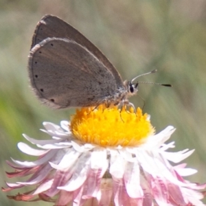 Candalides heathi at Cotter River, ACT - 23 Nov 2019