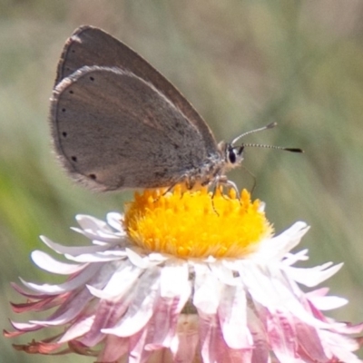 Candalides heathi (Rayed Blue) at Cotter River, ACT - 22 Nov 2019 by SWishart