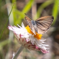 Candalides heathi at Cotter River, ACT - 23 Nov 2019