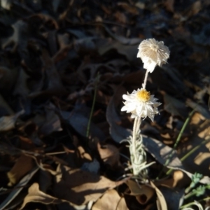 Leucochrysum albicans subsp. tricolor at Watson, ACT - 18 Nov 2019 06:04 PM