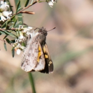 Trapezites phigalioides at Cotter River, ACT - 23 Nov 2019 02:21 PM