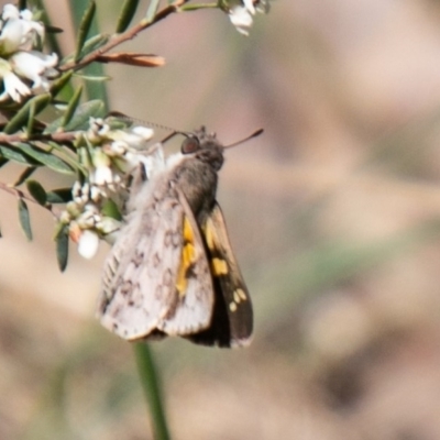 Trapezites phigalioides (Montane Ochre) at Cotter River, ACT - 23 Nov 2019 by SWishart