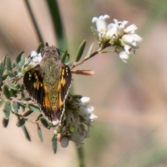 Trapezites phigalioides at Cotter River, ACT - 23 Nov 2019 02:21 PM