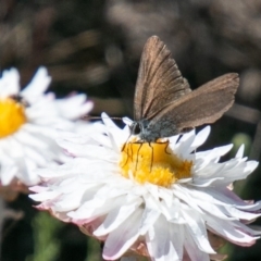 Zizina otis at Cotter River, ACT - 23 Nov 2019 01:29 PM