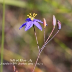 Thelionema caespitosum (Tufted Blue Lily) at Meroo National Park - 6 Nov 2019 by CharlesDove
