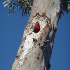 Platycercus elegans (Crimson Rosella) at Garran, ACT - 24 Nov 2019 by KShonk