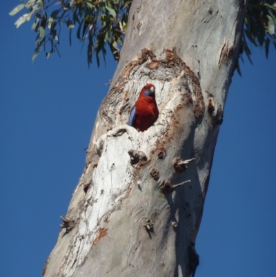 Platycercus elegans (Crimson Rosella) at Federal Golf Course - 24 Nov 2019 by KShonk