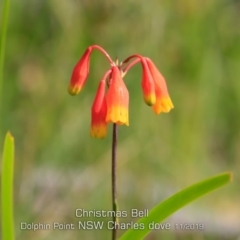 Blandfordia nobilis (Christmas Bells) at Meroo National Park - 8 Nov 2019 by Charles Dove