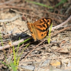 Heteronympha merope (Common Brown Butterfly) at Meroo National Park - 6 Nov 2019 by Charles Dove