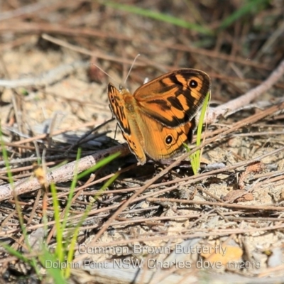 Heteronympha merope (Common Brown Butterfly) at Meroo National Park - 6 Nov 2019 by Charles Dove