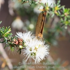 Heteronympha merope at Meroo National Park - 7 Nov 2019 12:00 AM