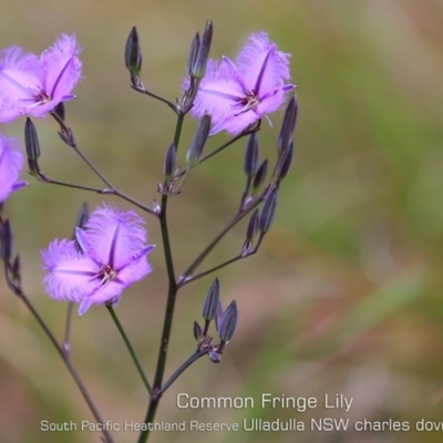 Thysanotus tuberosus subsp. tuberosus (Common Fringe-lily) at Ulladulla, NSW - 5 Nov 2019 by Charles Dove