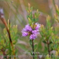 Melaleuca thymifolia (Thyme Honey-myrtle) at Ulladulla, NSW - 5 Nov 2019 by Charles Dove