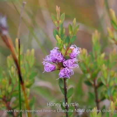 Melaleuca thymifolia (Thyme Honey-myrtle) at Ulladulla, NSW - 5 Nov 2019 by Charles Dove