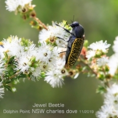 Stigmodera macularia (Macularia jewel beetle) at Dolphin Point, NSW - 6 Nov 2019 by Charles Dove