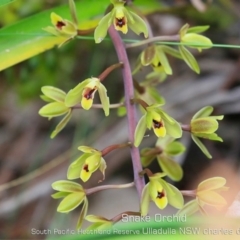 Cymbidium suave (Snake Orchid) at Ulladulla, NSW - 6 Nov 2019 by CharlesDove