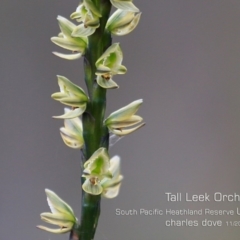 Prasophyllum elatum (Tall Leek Orchid) at Ulladulla, NSW - 5 Nov 2019 by Charles Dove
