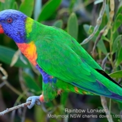 Trichoglossus moluccanus (Rainbow Lorikeet) at Mollymook Beach, NSW - 14 Nov 2019 by CharlesDove