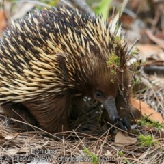 Tachyglossus aculeatus (Short-beaked Echidna) at Ulladulla, NSW - 12 Nov 2019 by CharlesDove