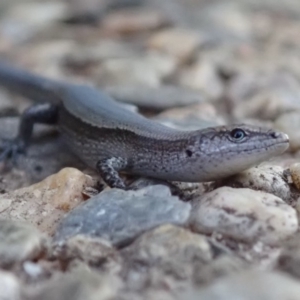 Lampropholis delicata at Spence, ACT - 24 Nov 2019 06:29 PM