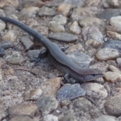 Lampropholis delicata at Spence, ACT - 24 Nov 2019