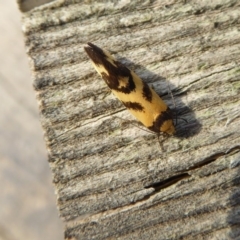 Olbonoma triptycha at Yass River, NSW - 24 Nov 2019