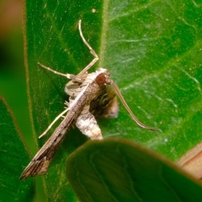 Nacoleia rhoeoalis (Spilomelinae) at Florey, ACT - 24 Nov 2019 by Kurt