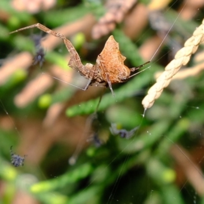 Philoponella congregabilis (Social house spider) at Florey, ACT - 23 Nov 2019 by Kurt