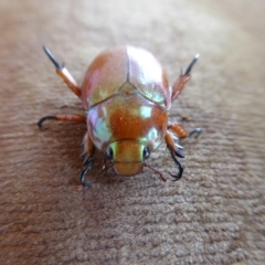 Anoplognathus montanus (Montane Christmas beetle) at Rugosa - 24 Nov 2019 by SenexRugosus
