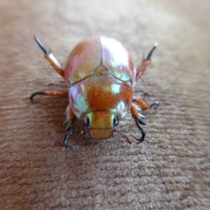 Anoplognathus montanus at Yass River, NSW - 24 Nov 2019 01:47 PM