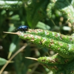 Altica sp. (genus) (Flea beetle) at Rugosa - 19 Nov 2019 by SenexRugosus