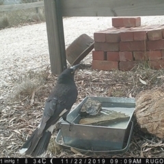 Strepera graculina (Pied Currawong) at Yass River, NSW - 21 Nov 2019 by SenexRugosus